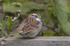 White-throated Sparrow - Spring Valley Nature Center, Schaumburg, IL, (Cook County) October 26, 2018