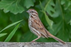Song Sparrow - Spring Valley Nature Sanctuary, Schaumburg, Cook County, IL, June 24, 2021