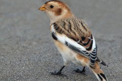 Snow Bunting - Montrose Dunes, Lincoln Park, Chicago, Cook County, IL, October 27, 2018