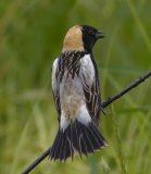 Bobolink - Orlando Grassland Preserve, Cook County, June 7, 2016