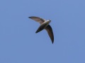 Chimney Swift - Chain-O-Lakes State Park, Lake County, IL, June 11, 2016