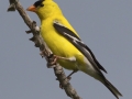 American Goldfinch - Spring Valley Nature Center, Schaumburg, Cook County, IL, June 5, 2016
