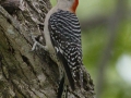 Red-bellied Woodpecker -The Grove, Glenview,  Cook County, IL, October 29, 2018