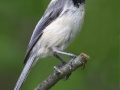 Black-capped Chickadee - Spring Valley Nature Center, Schaumburg, Cook County, IL, June 9, 2016