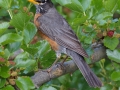 American Robin - Spring Valley Nature Center, Schaumburg, Cook County, IL, June 5, 2016