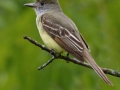 Great Crested Flycatcher - The Grove, Glenview, Cook County, IL, June 9, 2016r - The Grove, Glenview