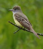 Great Crested Flycatcher - The Grove, Glenview, Cook County, IL, June 9, 2016r - The Grove, Glenview