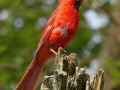 Northern Cardinal - Spring Valley Nature Center, Schaumburg, Cook County, IL, June 1, 2016