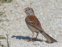 Field Sparrow - Springbrook Prairie Forest, Naperville, IL, June 10, 2016