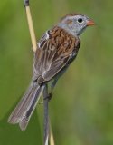 Field Sparrow - Springbrook Prairie Forest, Naperville, IL, June 10, 2016