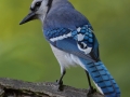 Blue Jay - The Grove, Glenview, Cook County,  IL, June 10, 2016