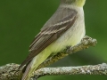 Eastern Wood-Pewee - Chain-O-Lakes, Spring Grove, Cook County, IL, May 22, 2017
