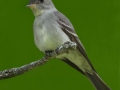 Eastern Wood-Pewee - Chain-O-Lakes, Spring Grove, Cook County, June 11, 2016