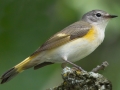 American Redstart -  Chain-O-Lakes State Park, Lake County, IL, June 11, 2016