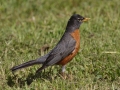 American Robin - Spring Valley Nature Center, Schaumburg, Cook County, IL, June 5, 2016