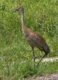 Sandhill Crane - Volo Blog, Ingleside, IL, June 11, 2016