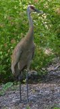 Sandhill Crane - Volo Blog, Ingleside, IL, June 11, 2016