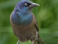 Common Grackle - Spring Valley Nature Center, Schaumburg, Cook County, IL, June 5, 2016
