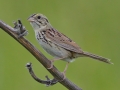 Henslow's Sparrow - Orlando Grassland Preserve, IL, June 7, 2016