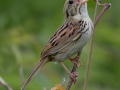 Henslow's Sparrow - Orlando Grassland Preserve, IL, June 7, 2016