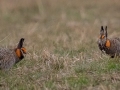 Greater Prairie Chickens (males) - Jasper County, Illinois, April 7, 2022