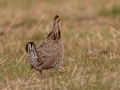Greater Prairie Chicken  (male) - Jasper County, Illinois, April 7, 2022