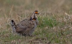 Greater Prairie Chicken  (male) - Jasper County, Illinois, April 7, 2022