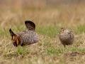 Greater Prairie Chickens (male and female) - Jasper County, Illinois, April 7, 2022