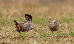 Greater Prairie Chickens (male and female) - Jasper County, Illinois, April 7, 2022