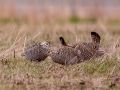 Greater Prairie Chickens (two females with male behind) - Jasper County, Illinois, April 7, 2022