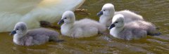 Mute Swan Cygnets - Village of Schaumburg, Cook County, IL, June 1, 2016