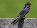 Barn Swallow - Spring Valley Nature Center, Schaumburg, Cook County, IL, June 5, 2016
