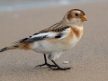 Snow Bunting - Montrose Dunes, Lincoln Park, Chicago, Cook County, IL, October 27, 2018