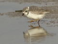 Piping Plover - Montrose Dunes, Lincoln Park, Chicago, Cook County, IL, October 27, 2018