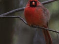 Northern Cardinal - The Grove, Glenview, Cook County, October 27, 2018