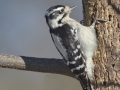 Downy Woodpecker - The Grove, Glenview, Cook County, IL, October 29, 2018