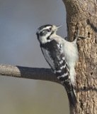 Downy Woodpecker - The Grove, Glenview, Cook County, IL, October 29, 2018
