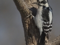 Downy Woodpecker - The Grove, Glenview, Cook County, IL, October 29, 2018he Grove, Glenview