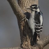 Downy Woodpecker - The Grove, Glenview, Cook County, IL, October 29, 2018he Grove, Glenview