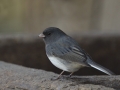 Slate-colored Junco - The Grove, Glenview, Cook County, IL, October 29, 2018