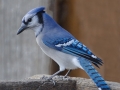 Blue Jay - The Grove, Glenview, Cook County,  IL, October 29, 2018