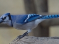 Blue Jay - The Grove, Glenview, Cook County,  IL, October 29, 2018