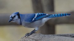 Blue Jay - The Grove, Glenview, Cook County,  IL, October 29, 2018