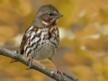 Fox Sparrow (Red) - The Grove, Glenview, Cook County, IL, October 29, 2018