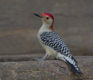 Red-bellied Woodpecker -The Grove, Glenview,  Cook County, IL, October 29, 2018