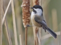 Black-capped Chickadee - Busse Woods, Elk Grove Village, Cook County, Il, October 30, 2018