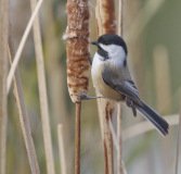 Black-capped Chickadee - Busse Woods, Elk Grove Village, Cook County, Il, October 30, 2018