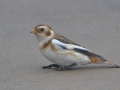 Snow Bunting - Montrose Dunes, Lincoln Park, Chicago, Cook County, IL, October 27, 2018
