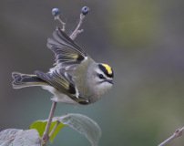 Golden-crowned Kinglet - Montrose Point, Chicago, Cook County, IL, October 27, 2018