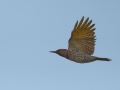 Yellow-shafted Flicker - Busse Woods, Elk Grove Village, Cook County, IL, October 25, 2016